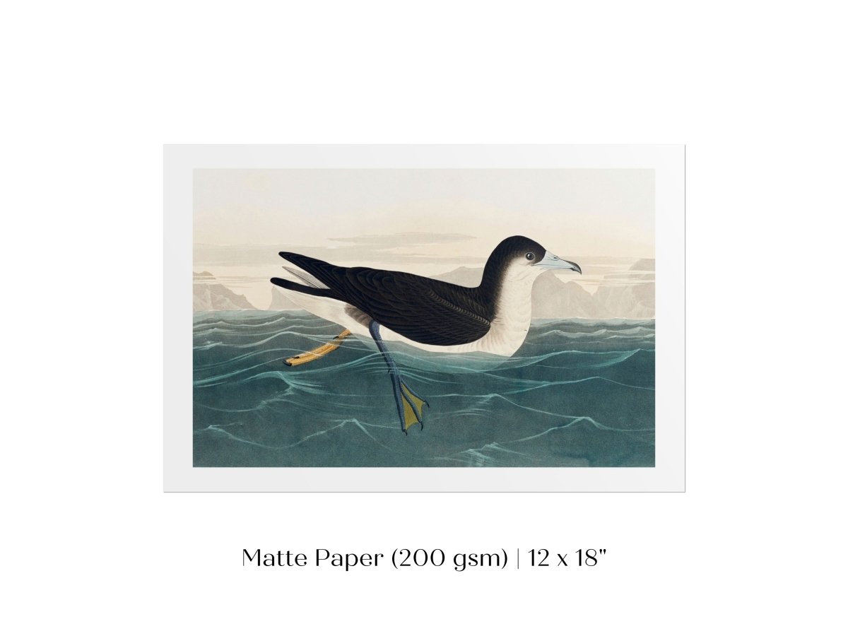 Dusky Petrel | P62 - Single Art Prints - Piccolo Fiore Prints