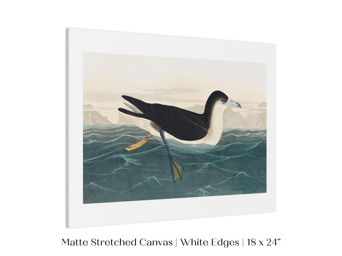 Dusky Petrel | P62 - Single Art Prints - Piccolo Fiore Prints