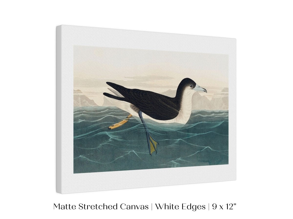 Dusky Petrel | P62 - Single Art Prints - Piccolo Fiore Prints