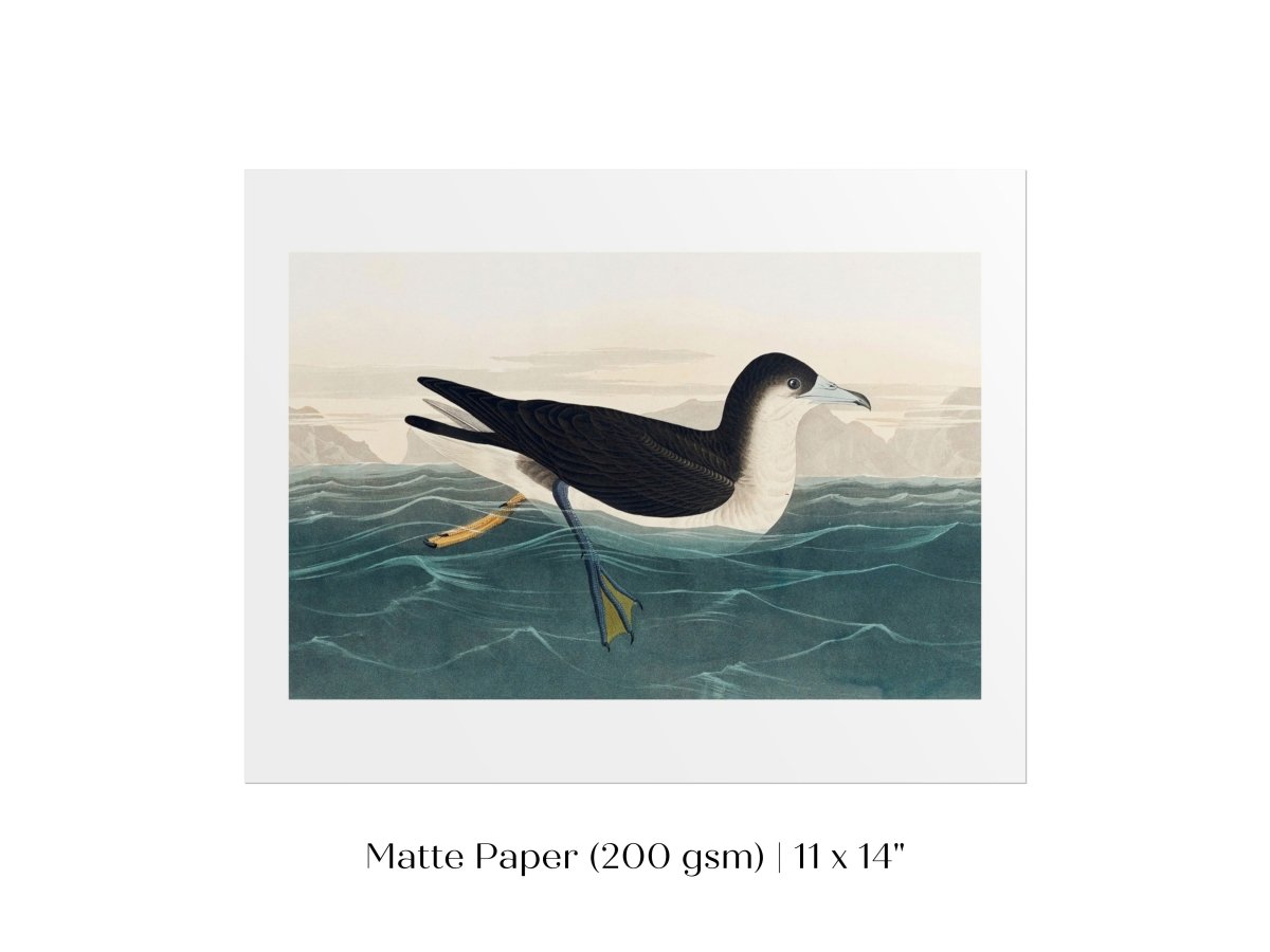 Dusky Petrel | P62 - Single Art Prints - Piccolo Fiore Prints