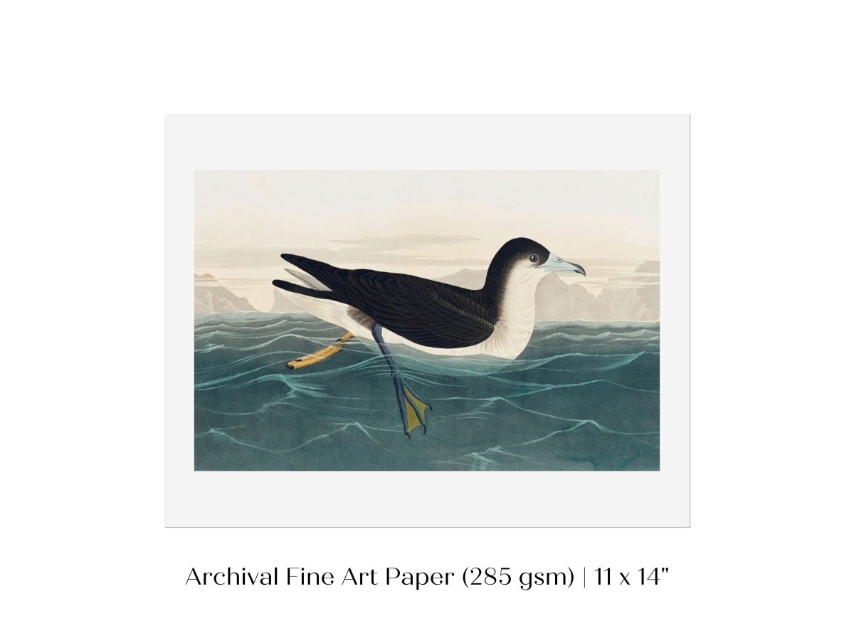 Dusky Petrel | P62 - Single Art Prints - Piccolo Fiore Prints