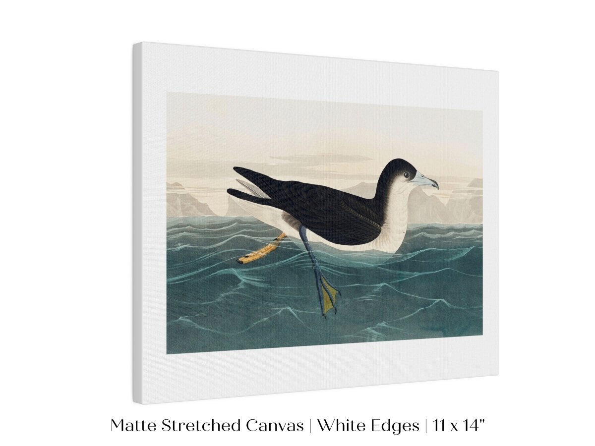 Dusky Petrel | P62 - Single Art Prints - Piccolo Fiore Prints