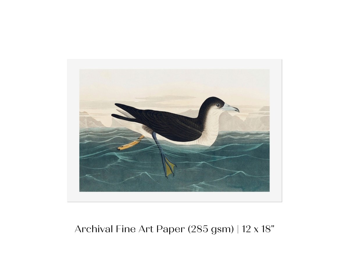 Dusky Petrel | P62 - Single Art Prints - Piccolo Fiore Prints
