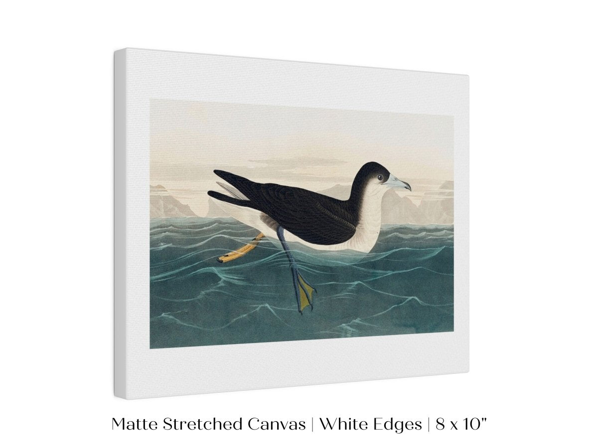 Dusky Petrel | P62 - Single Art Prints - Piccolo Fiore Prints