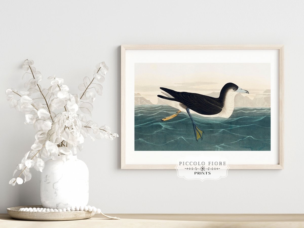 Dusky Petrel | P62 - Single Art Prints - Piccolo Fiore Prints