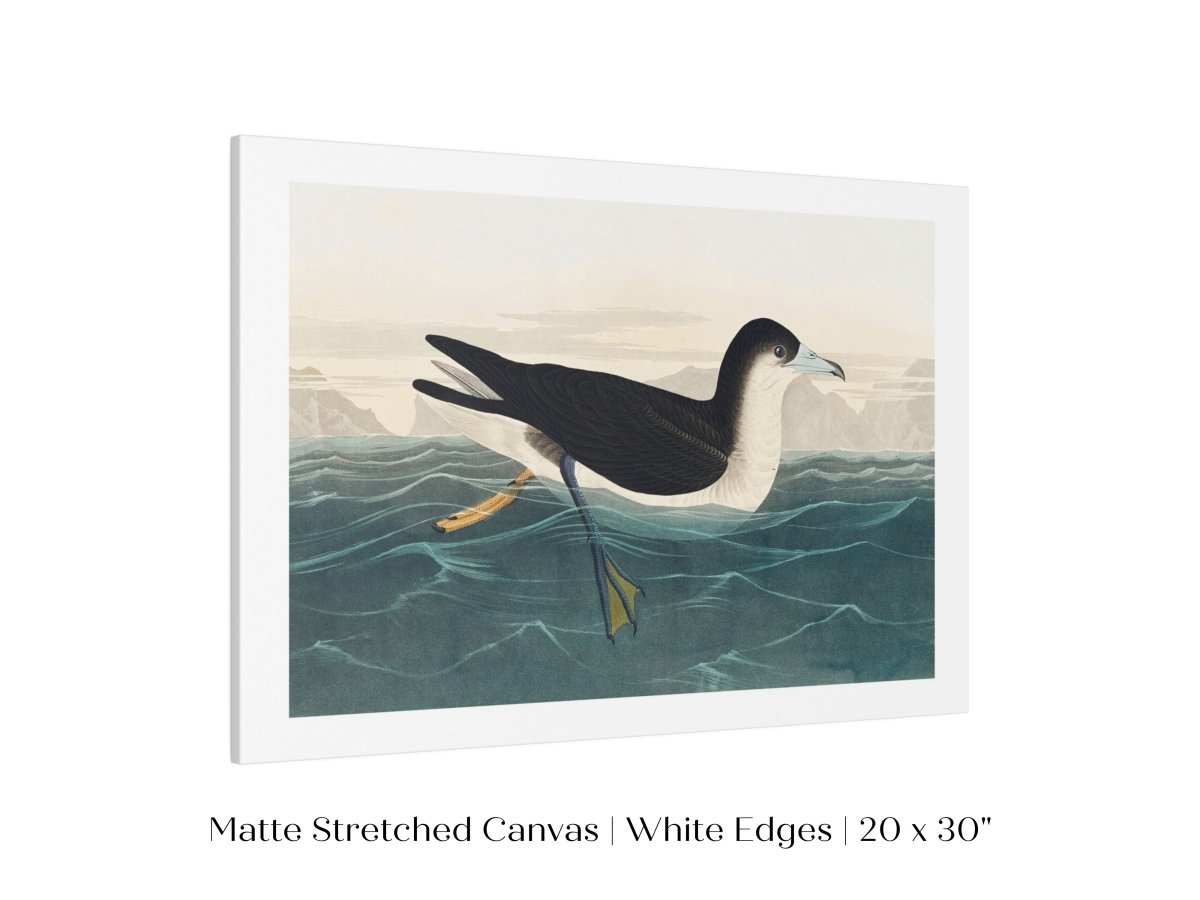 Dusky Petrel | P62 - Single Art Prints - Piccolo Fiore Prints