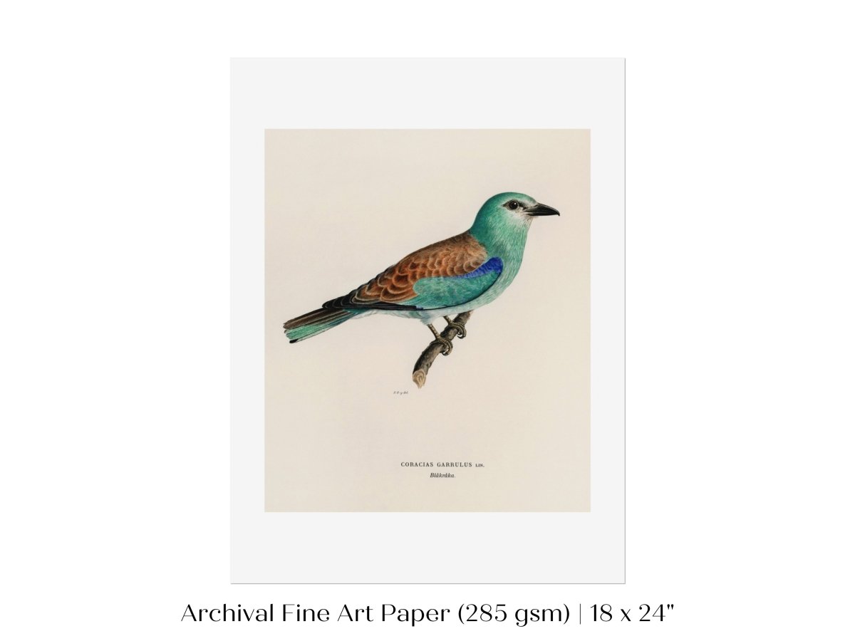 European Roller Illustration | P8 - Single Art Prints - Piccolo Fiore Prints