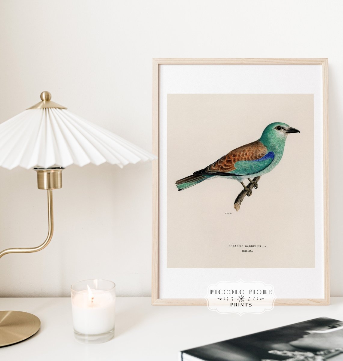 European Roller Illustration | P8 - Single Art Prints - Piccolo Fiore Prints
