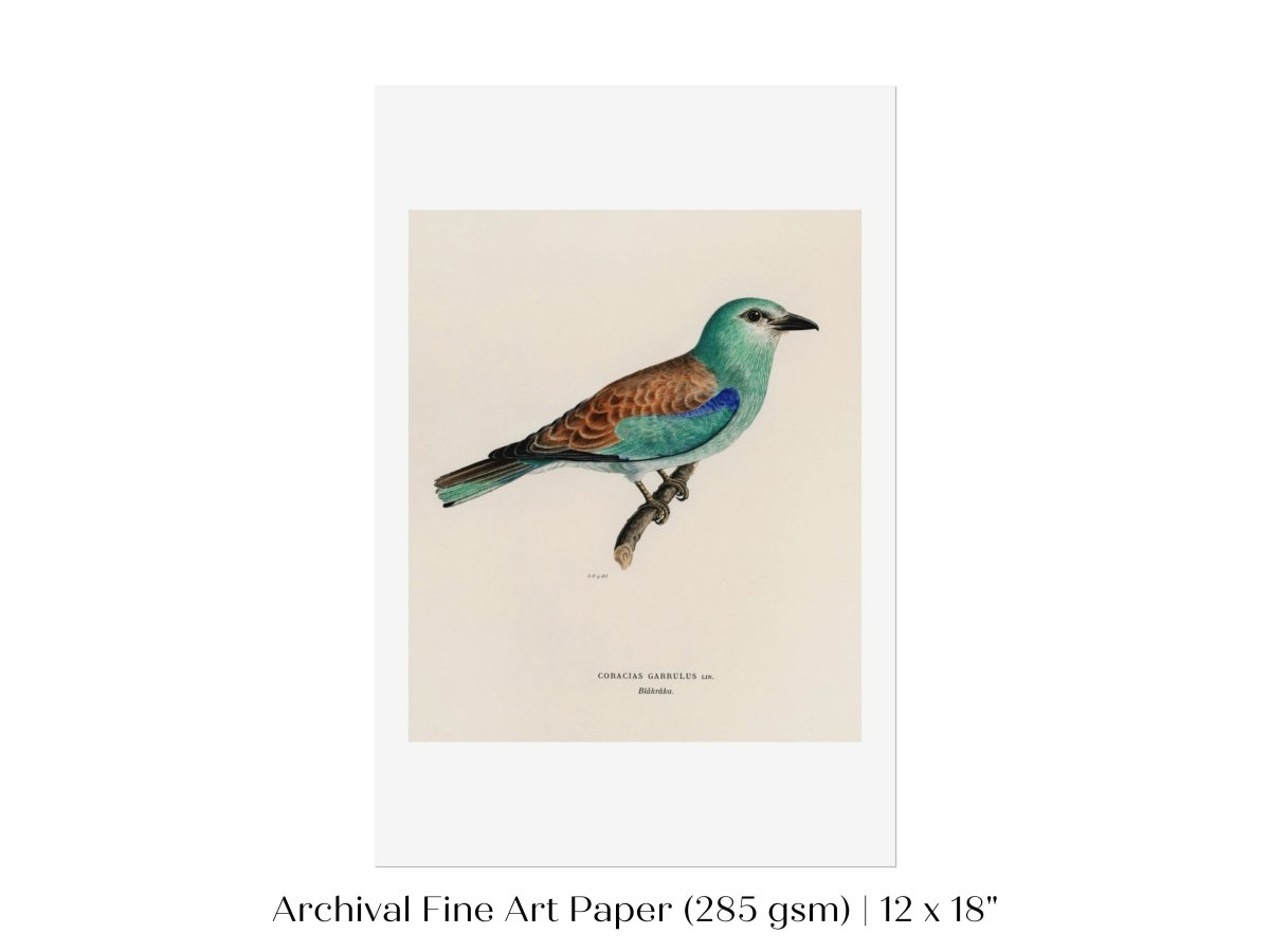 European Roller Illustration | P8 - Single Art Prints - Piccolo Fiore Prints