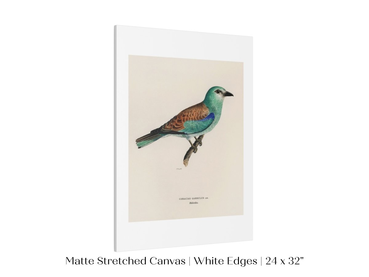 European Roller Illustration | P8 - Single Art Prints - Piccolo Fiore Prints