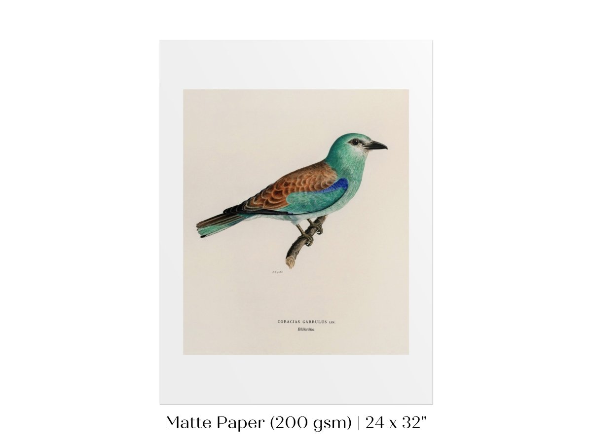 European Roller Illustration | P8 - Single Art Prints - Piccolo Fiore Prints