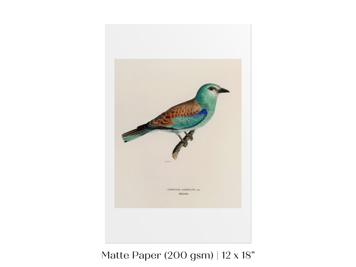 European Roller Illustration | P8 - Single Art Prints - Piccolo Fiore Prints