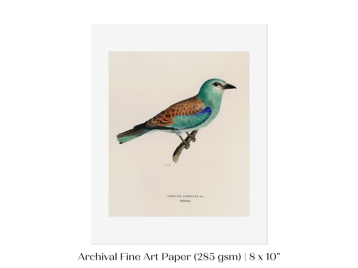 European Roller Illustration | P8 - Single Art Prints - Piccolo Fiore Prints