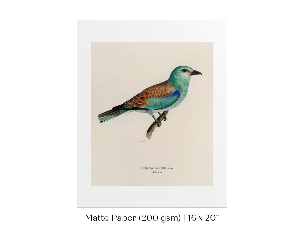European Roller Illustration | P8 - Single Art Prints - Piccolo Fiore Prints