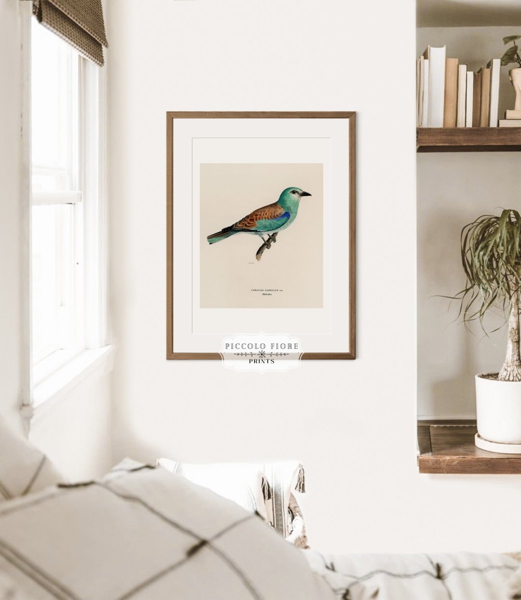 European Roller Illustration | P8 - Single Art Prints - Piccolo Fiore Prints
