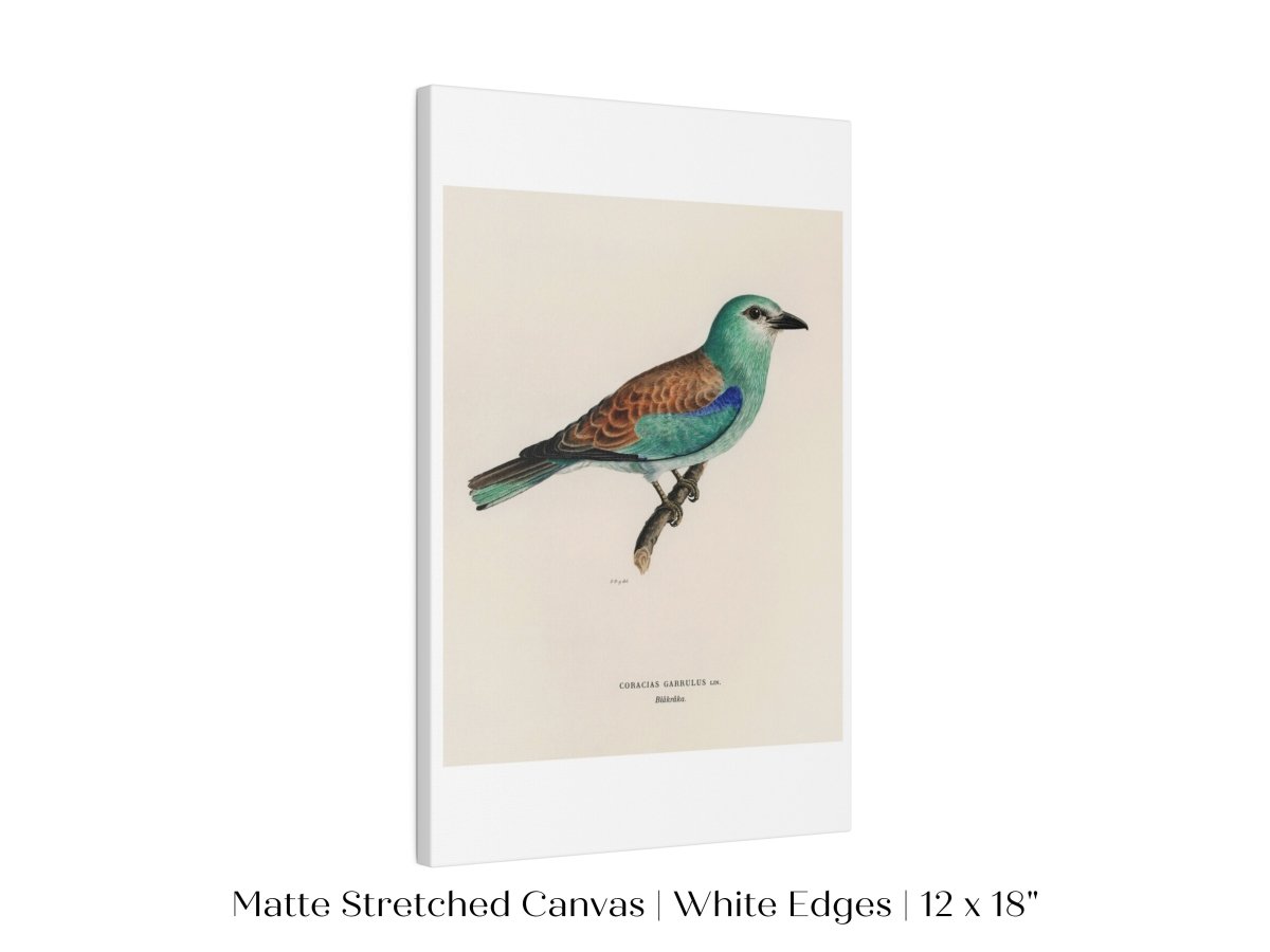 European Roller Illustration | P8 - Single Art Prints - Piccolo Fiore Prints