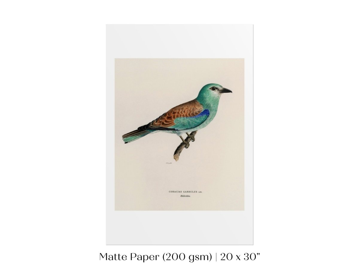 European Roller Illustration | P8 - Single Art Prints - Piccolo Fiore Prints