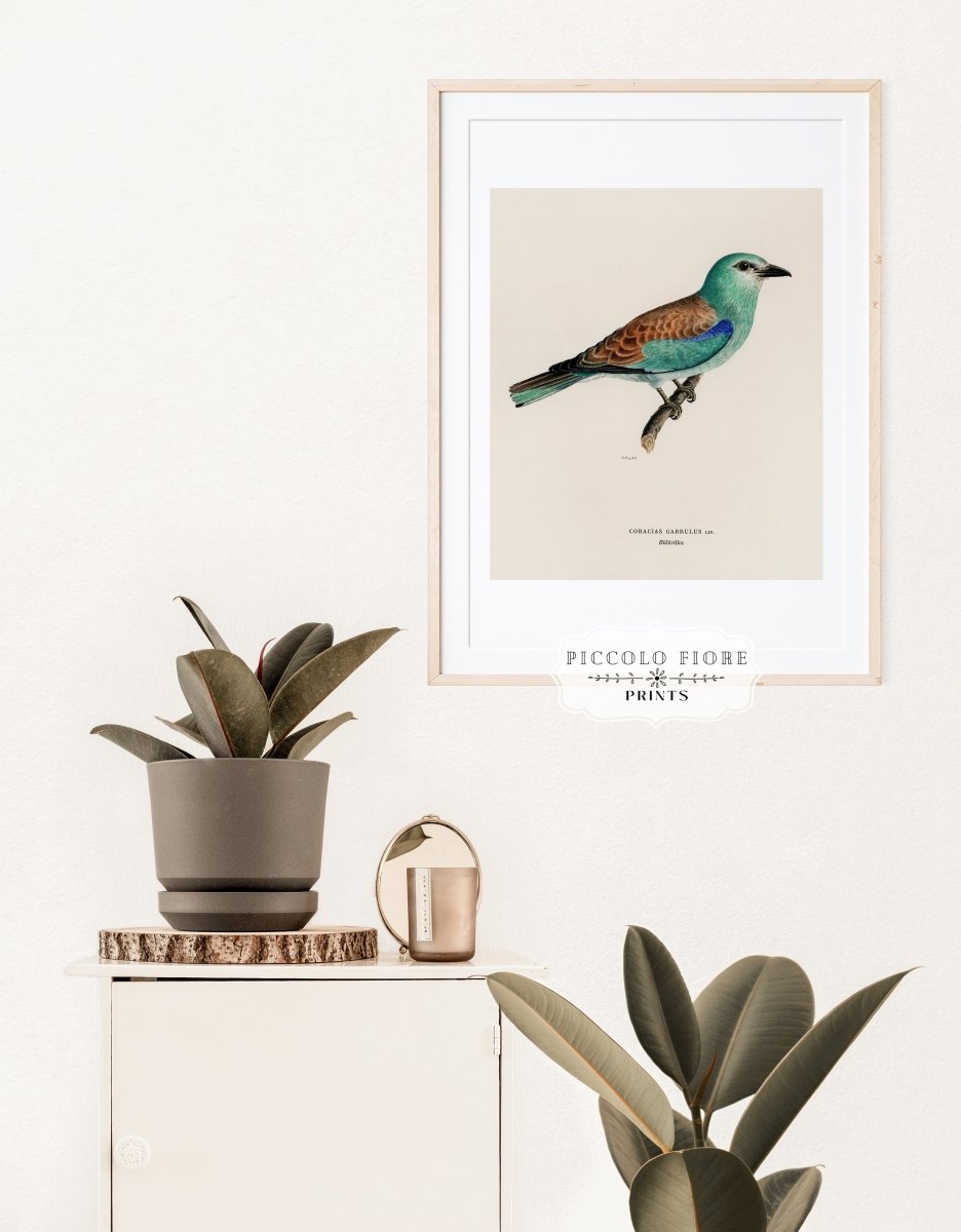 European Roller Illustration | P8 - Single Art Prints - Piccolo Fiore Prints