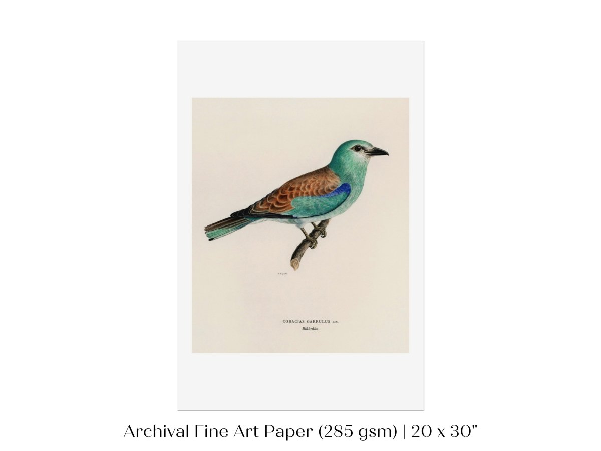 European Roller Illustration | P8 - Single Art Prints - Piccolo Fiore Prints