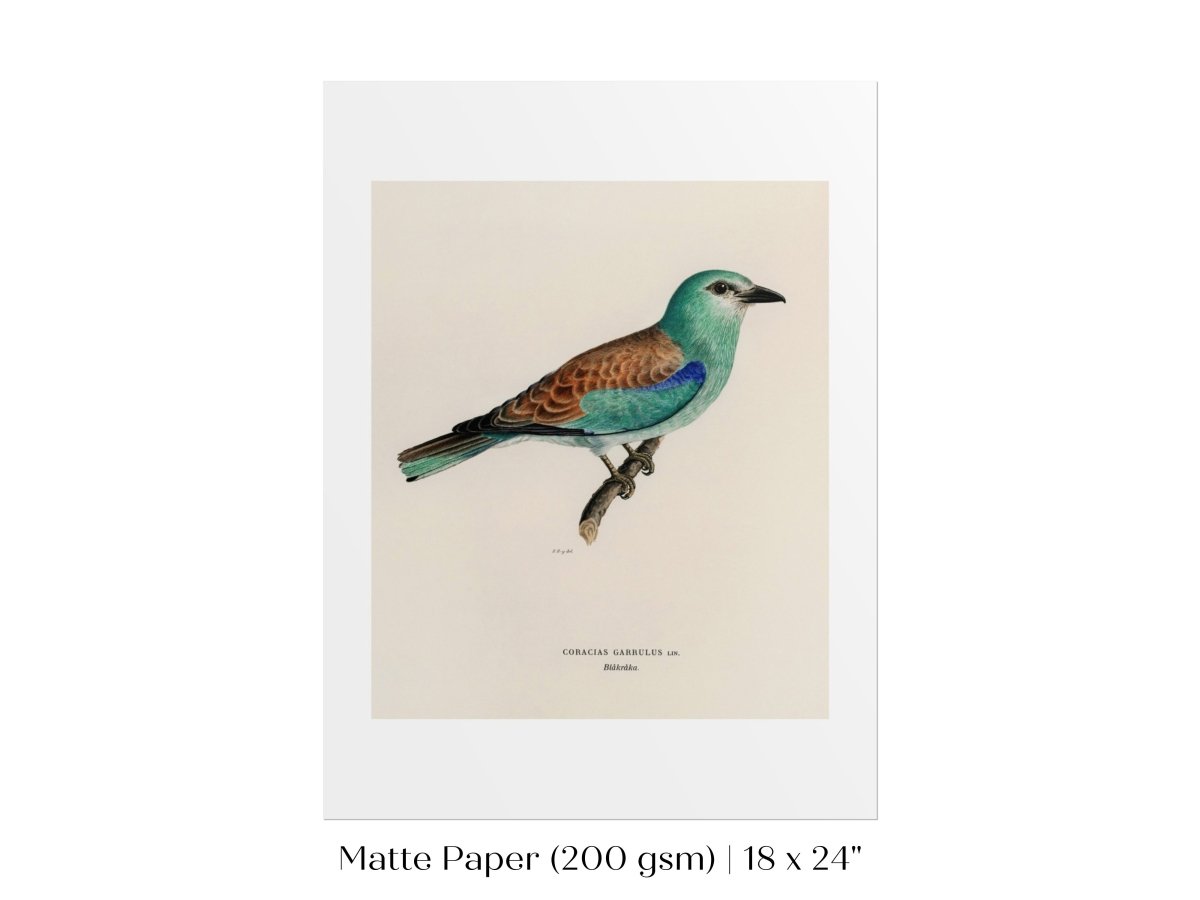 European Roller Illustration | P8 - Single Art Prints - Piccolo Fiore Prints