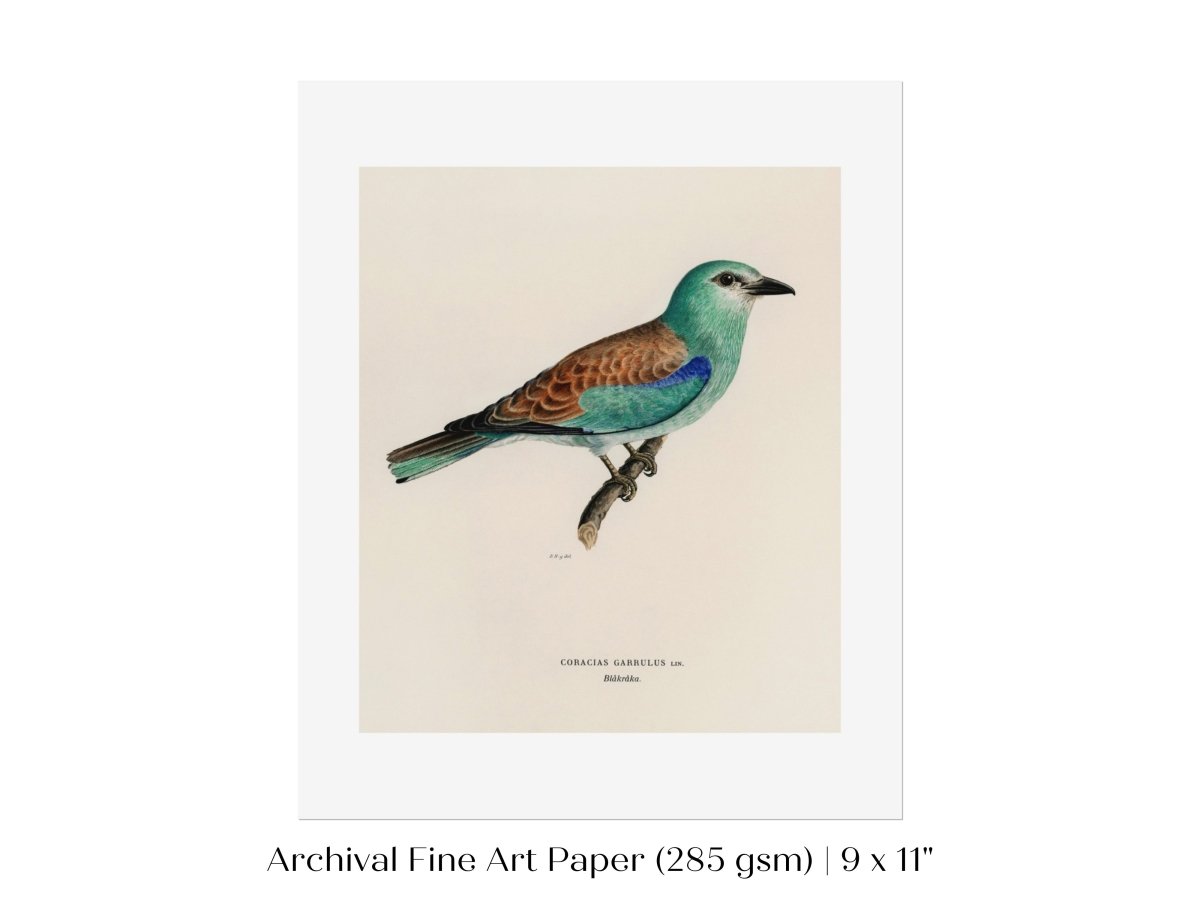 European Roller Illustration | P8 - Single Art Prints - Piccolo Fiore Prints