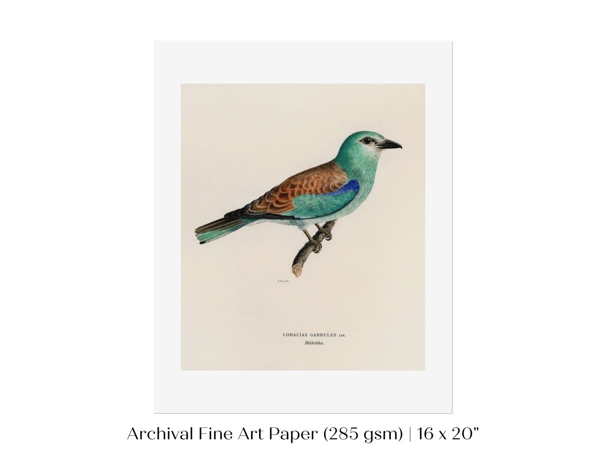 European Roller Illustration | P8 - Single Art Prints - Piccolo Fiore Prints