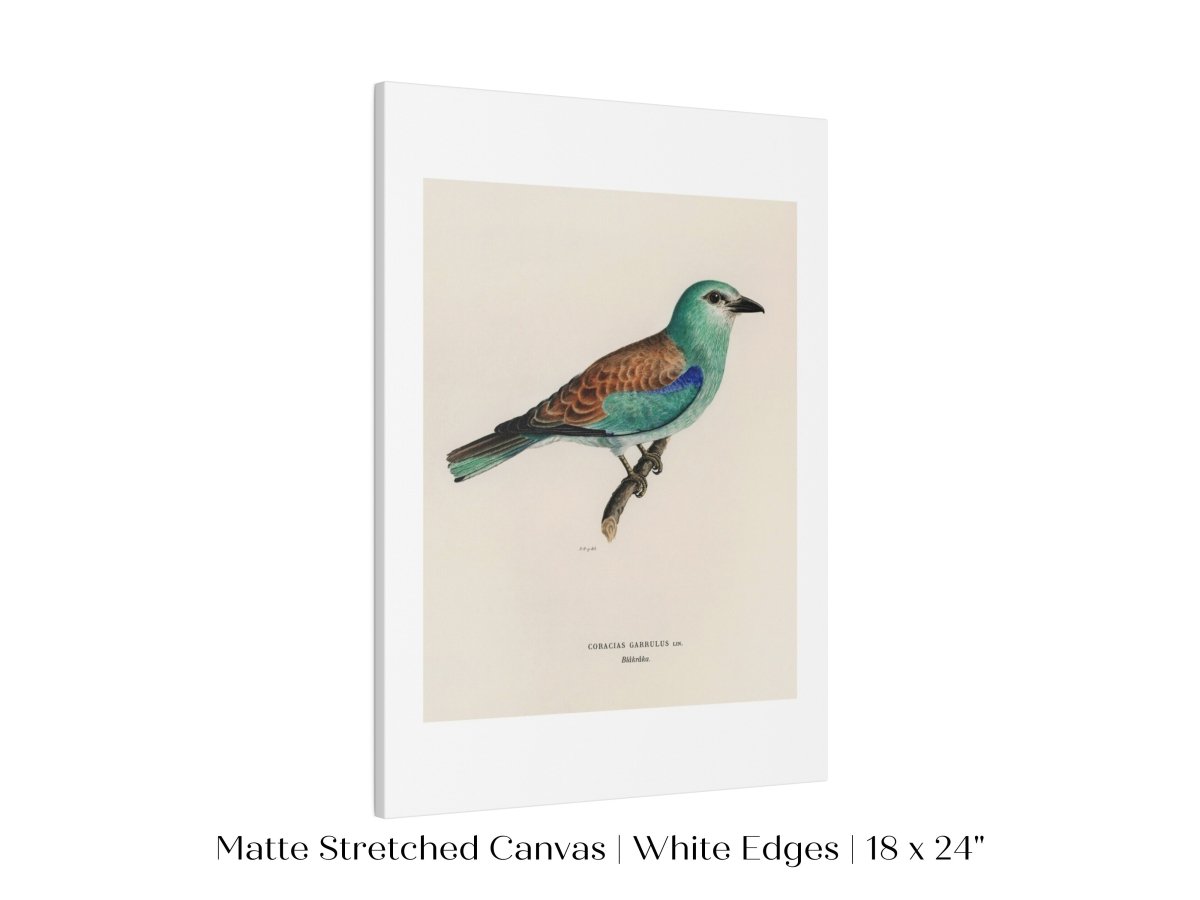 European Roller Illustration | P8 - Single Art Prints - Piccolo Fiore Prints