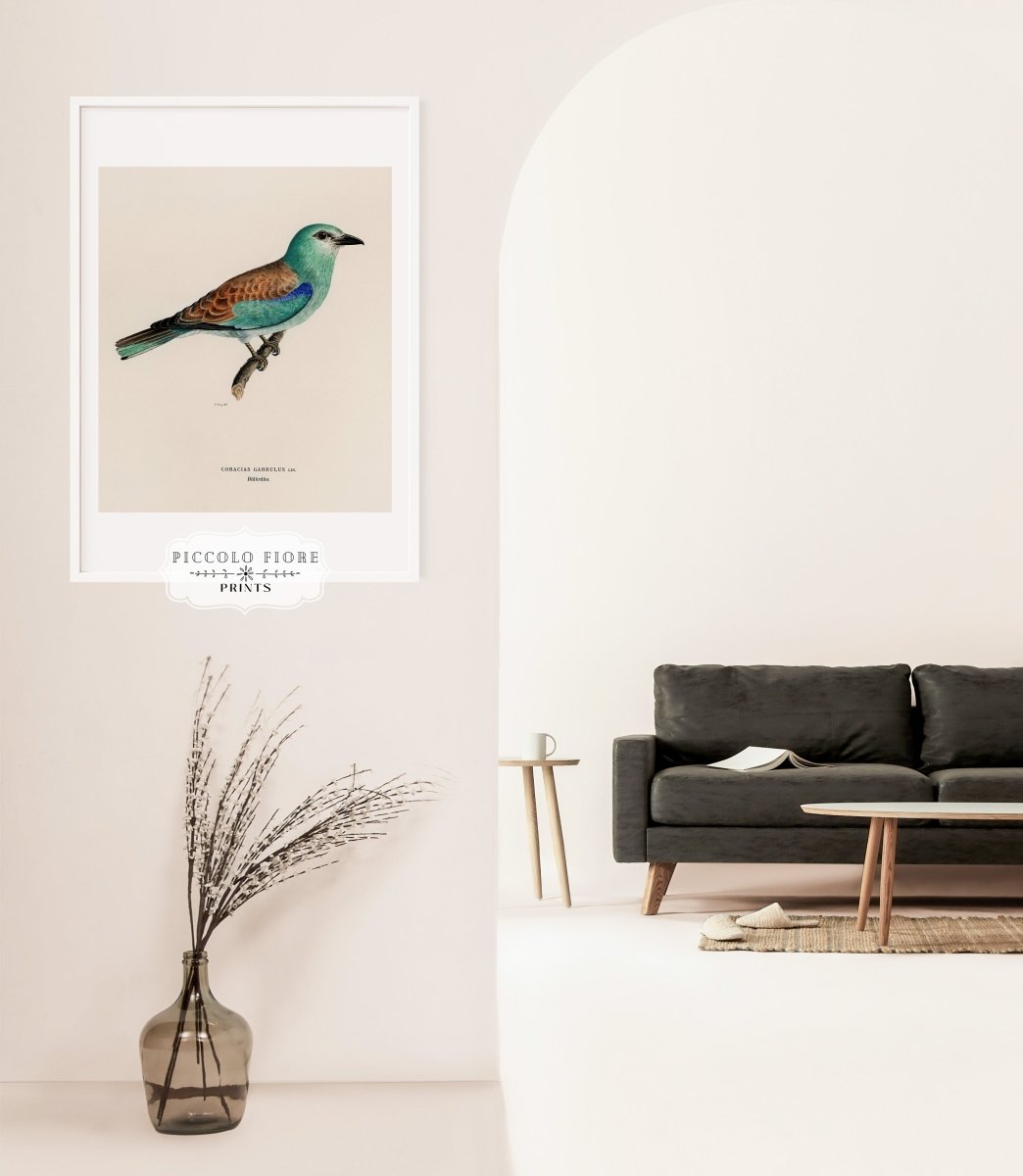 European Roller Illustration | P8 - Single Art Prints - Piccolo Fiore Prints