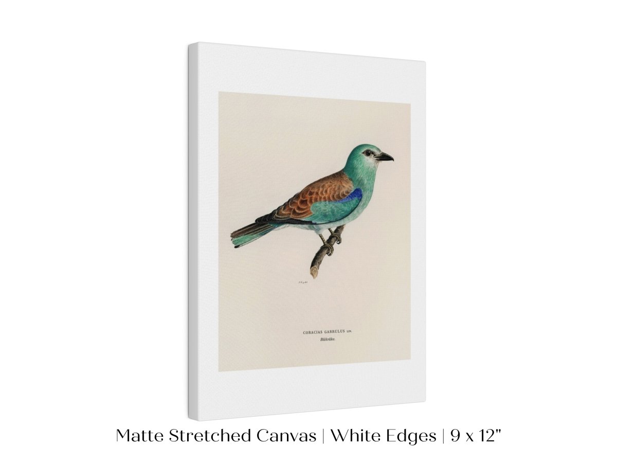 European Roller Illustration | P8 - Single Art Prints - Piccolo Fiore Prints