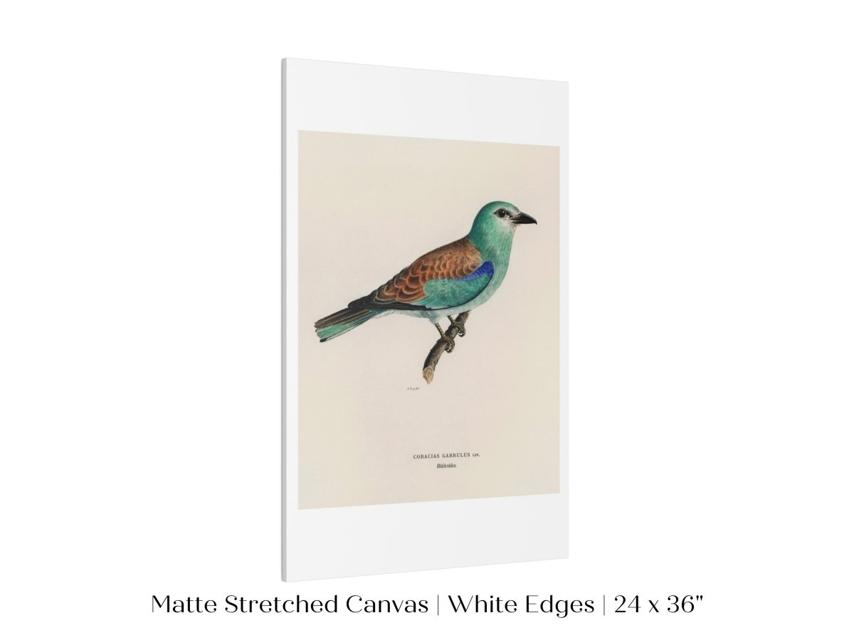 European Roller Illustration | P8 - Single Art Prints - Piccolo Fiore Prints