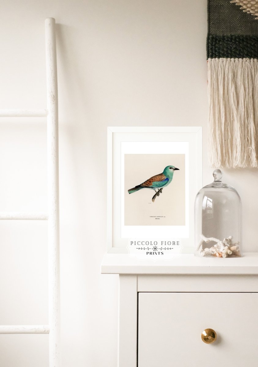 European Roller Illustration | P8 - Single Art Prints - Piccolo Fiore Prints