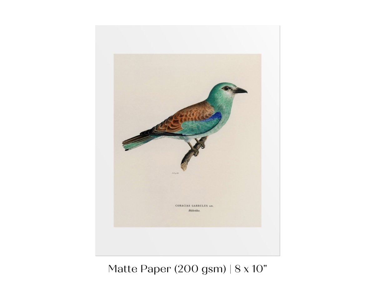 European Roller Illustration | P8 - Single Art Prints - Piccolo Fiore Prints