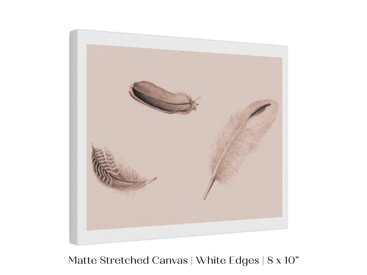 Feather Study | P389 - Single Art Prints - Piccolo Fiore Prints