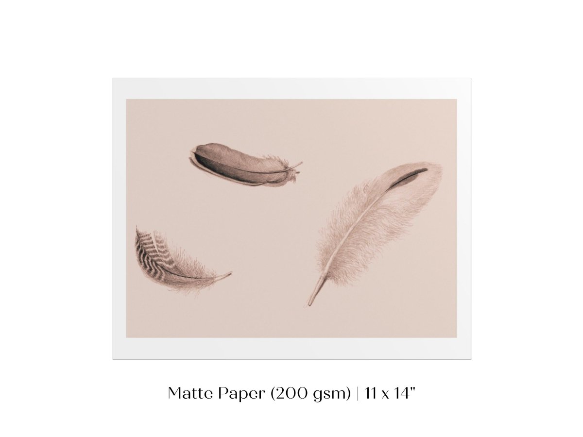 Feather Study | P389 - Single Art Prints - Piccolo Fiore Prints