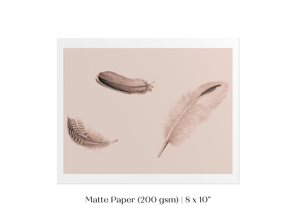 Feather Study | P389 - Single Art Prints - Piccolo Fiore Prints