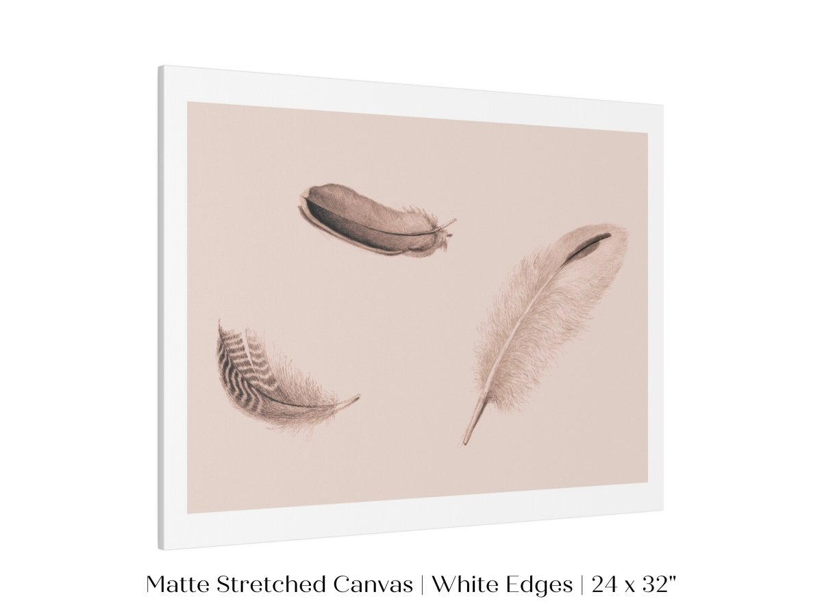 Feather Study | P389 - Single Art Prints - Piccolo Fiore Prints