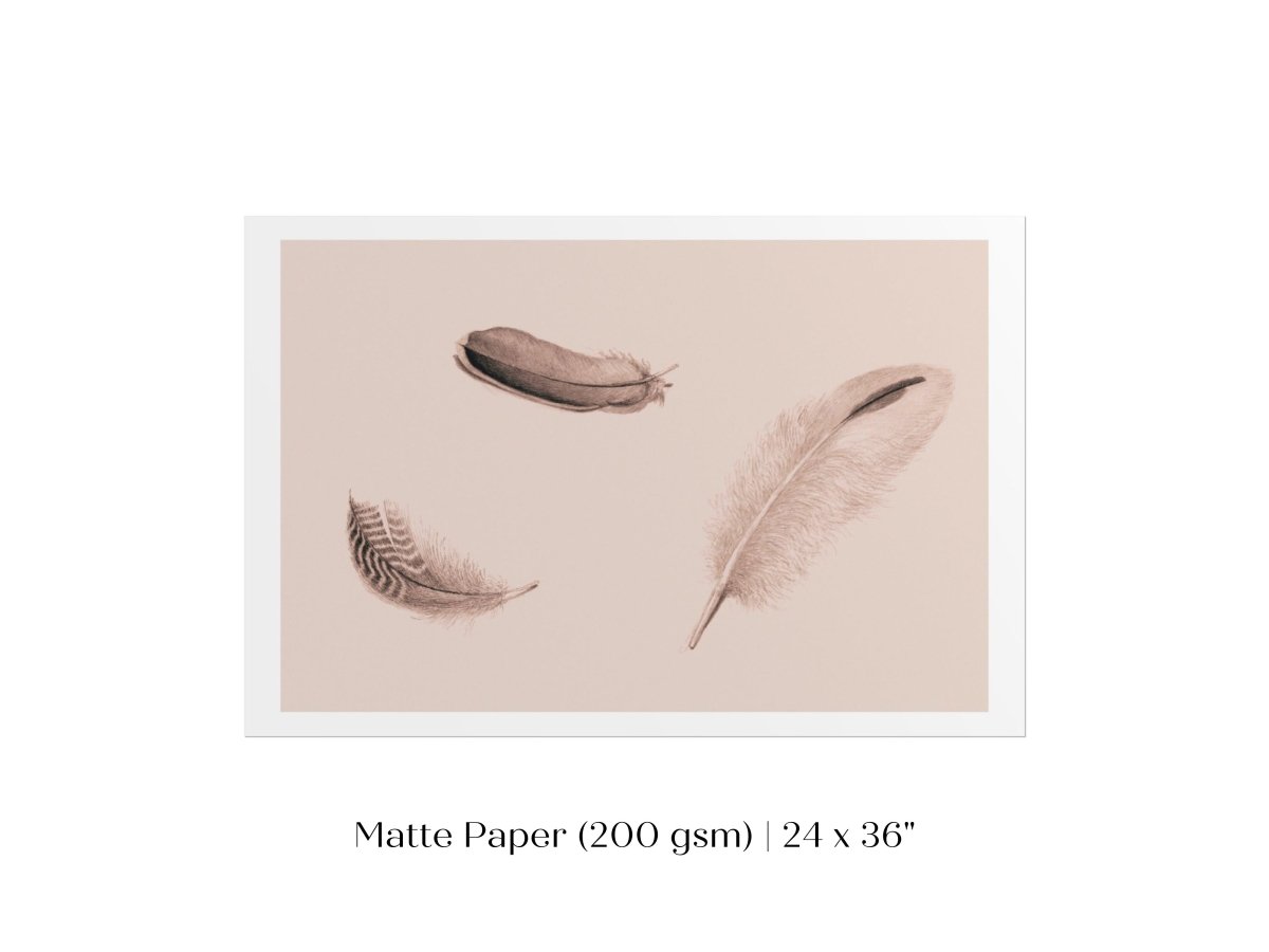 Feather Study | P389 - Single Art Prints - Piccolo Fiore Prints
