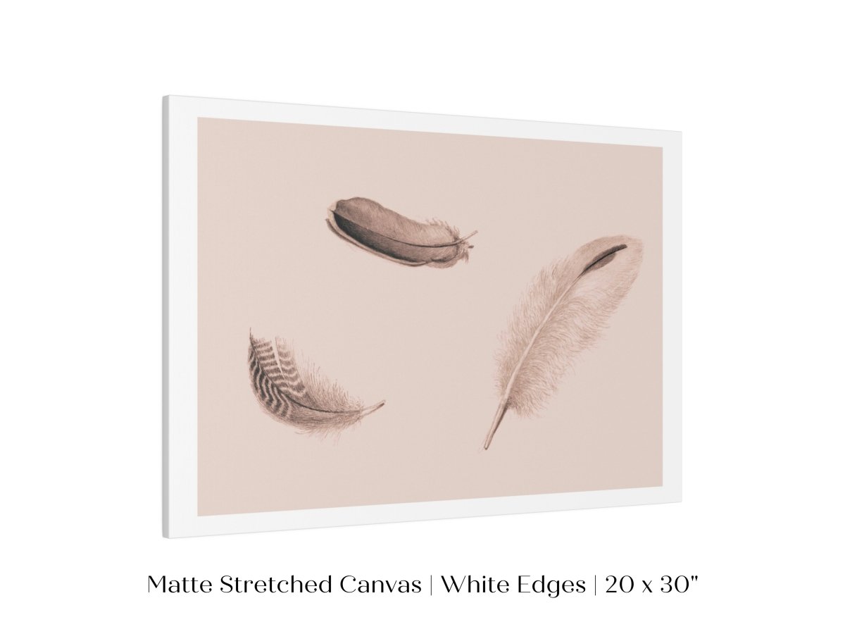 Feather Study | P389 - Single Art Prints - Piccolo Fiore Prints