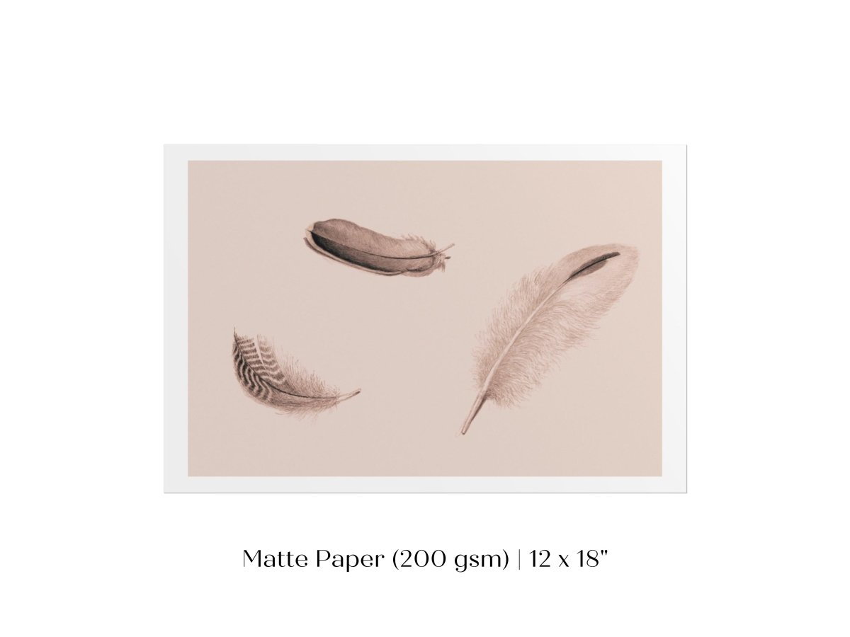 Feather Study | P389 - Single Art Prints - Piccolo Fiore Prints
