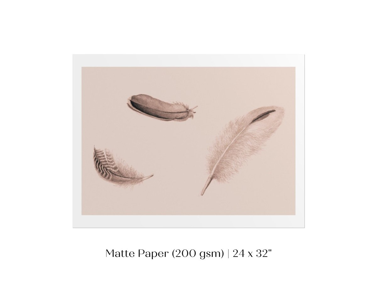 Feather Study | P389 - Single Art Prints - Piccolo Fiore Prints