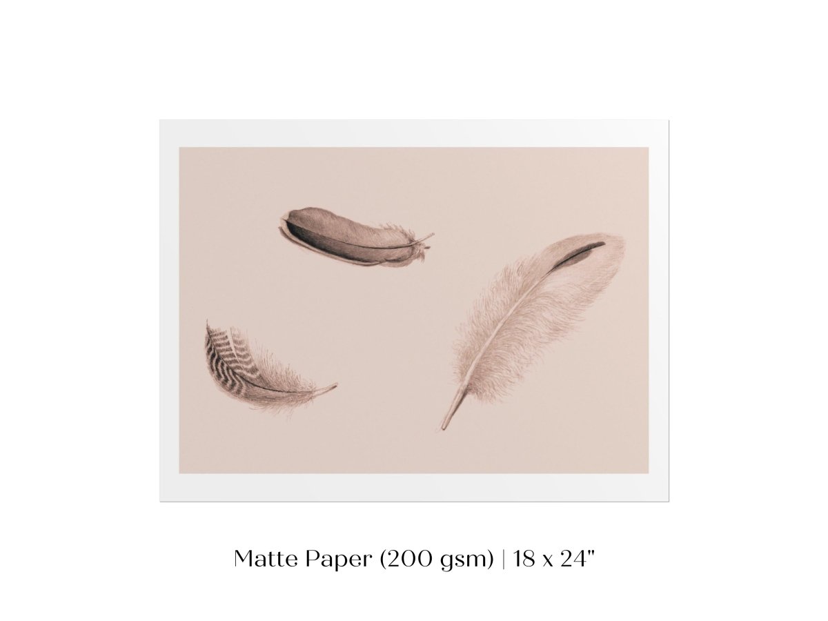 Feather Study | P389 - Single Art Prints - Piccolo Fiore Prints