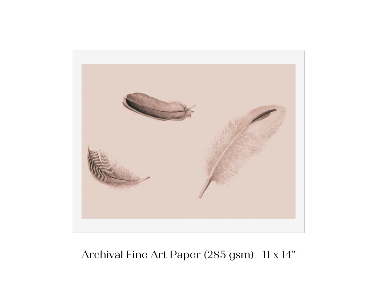Feather Study | P389 - Single Art Prints - Piccolo Fiore Prints
