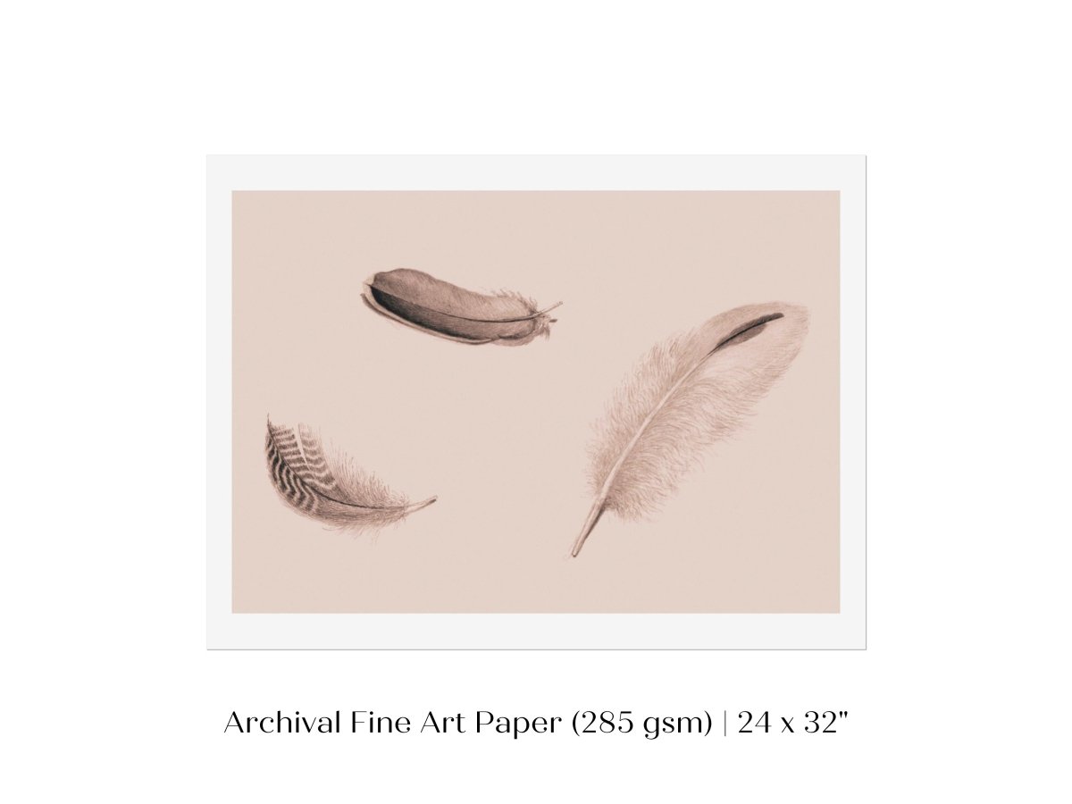 Feather Study | P389 - Single Art Prints - Piccolo Fiore Prints
