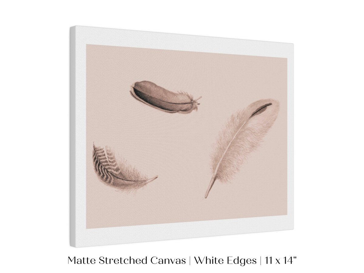 Feather Study | P389 - Single Art Prints - Piccolo Fiore Prints