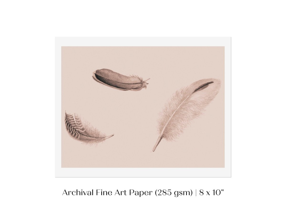 Feather Study | P389 - Single Art Prints - Piccolo Fiore Prints