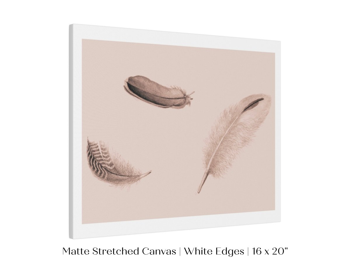 Feather Study | P389 - Single Art Prints - Piccolo Fiore Prints