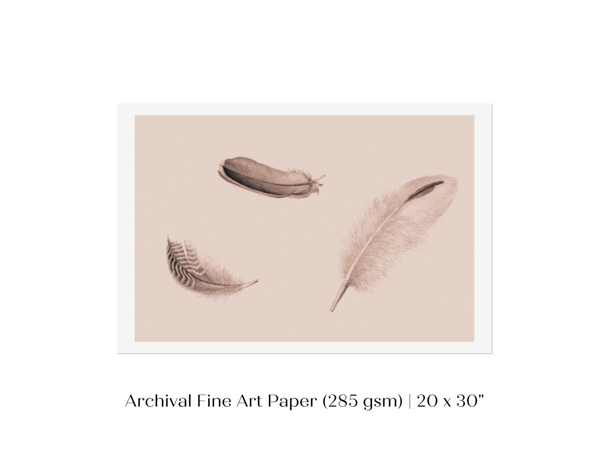 Feather Study | P389 - Single Art Prints - Piccolo Fiore Prints