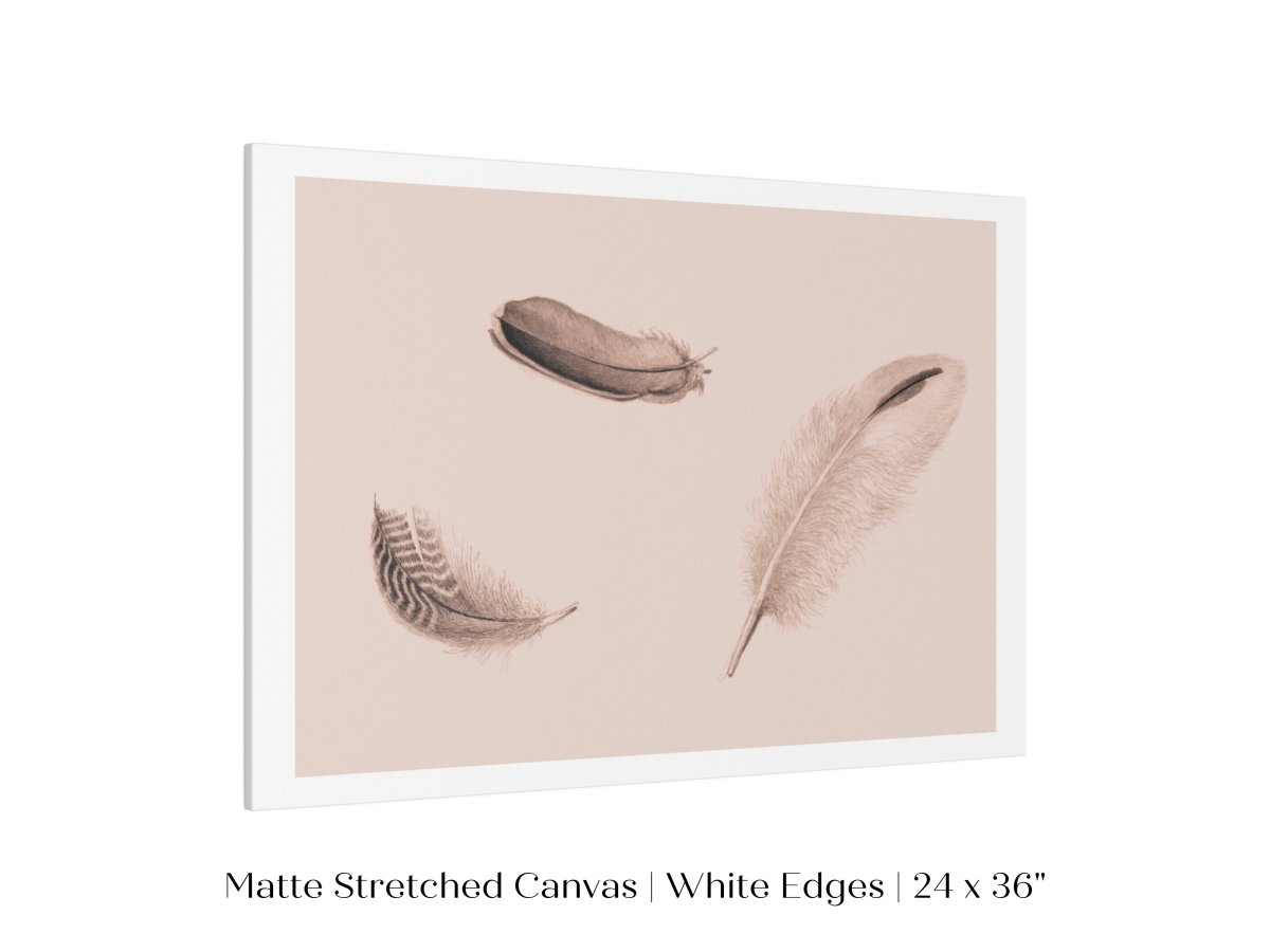 Feather Study | P389 - Single Art Prints - Piccolo Fiore Prints