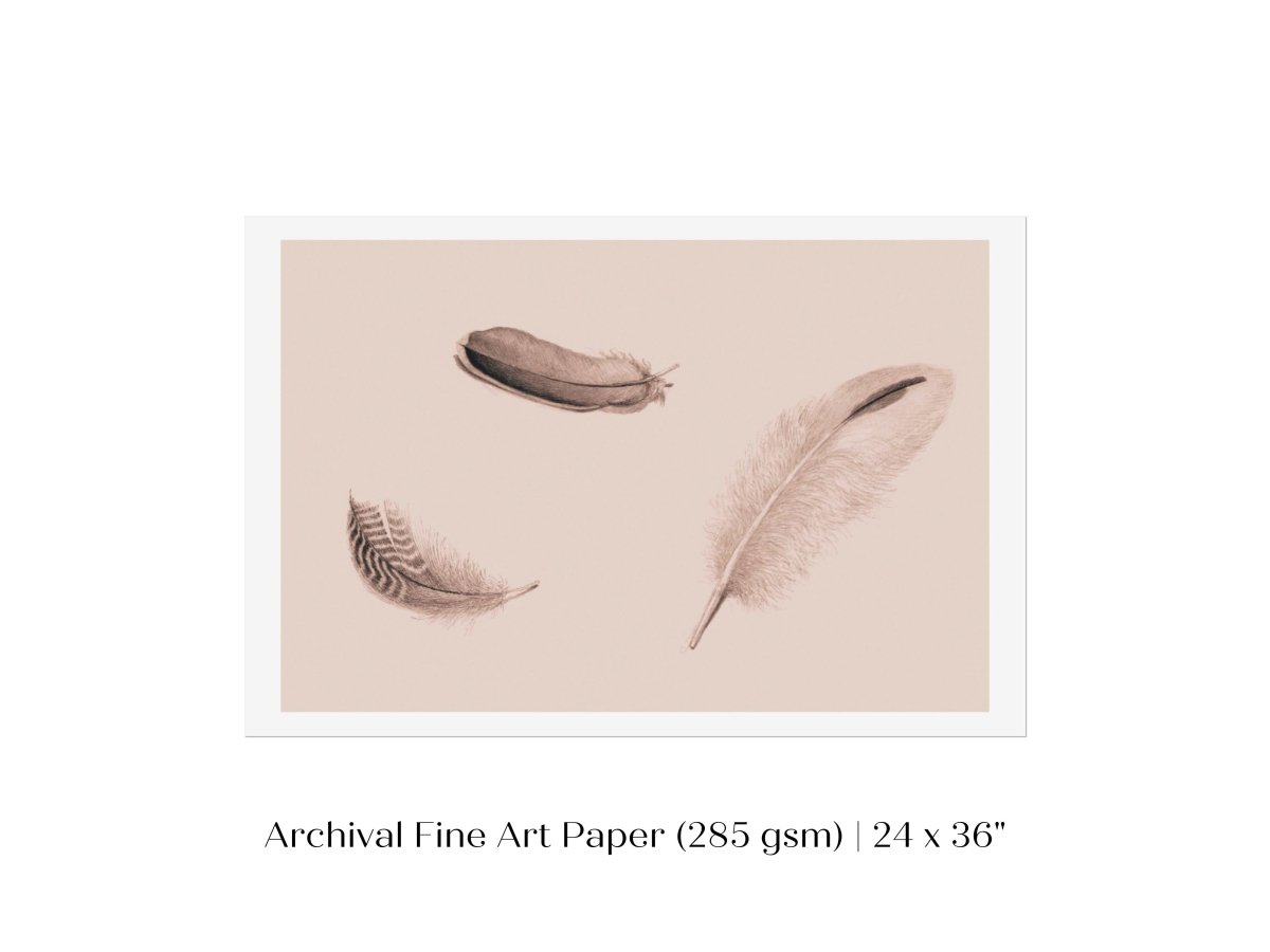 Feather Study | P389 - Single Art Prints - Piccolo Fiore Prints
