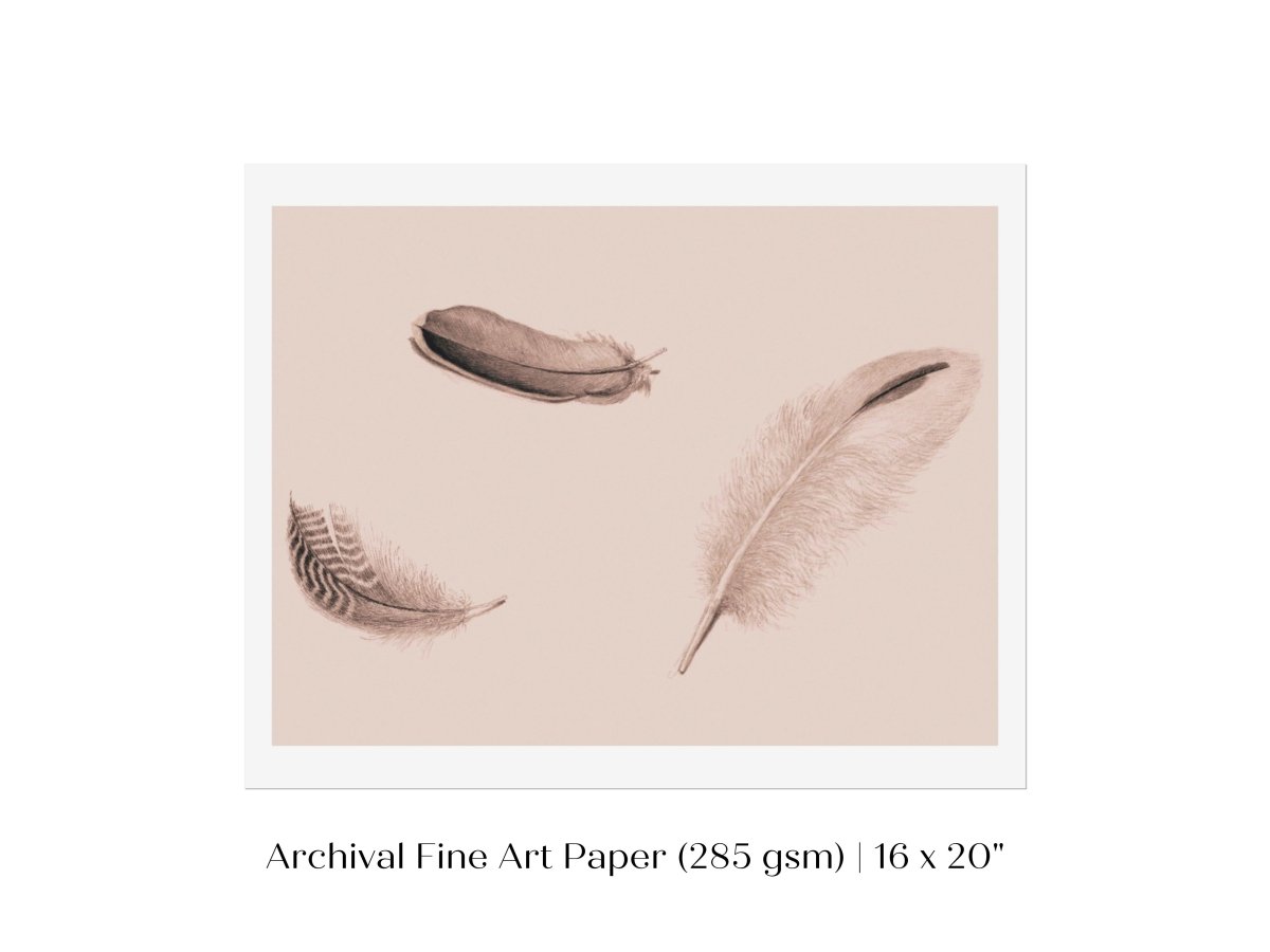 Feather Study | P389 - Single Art Prints - Piccolo Fiore Prints